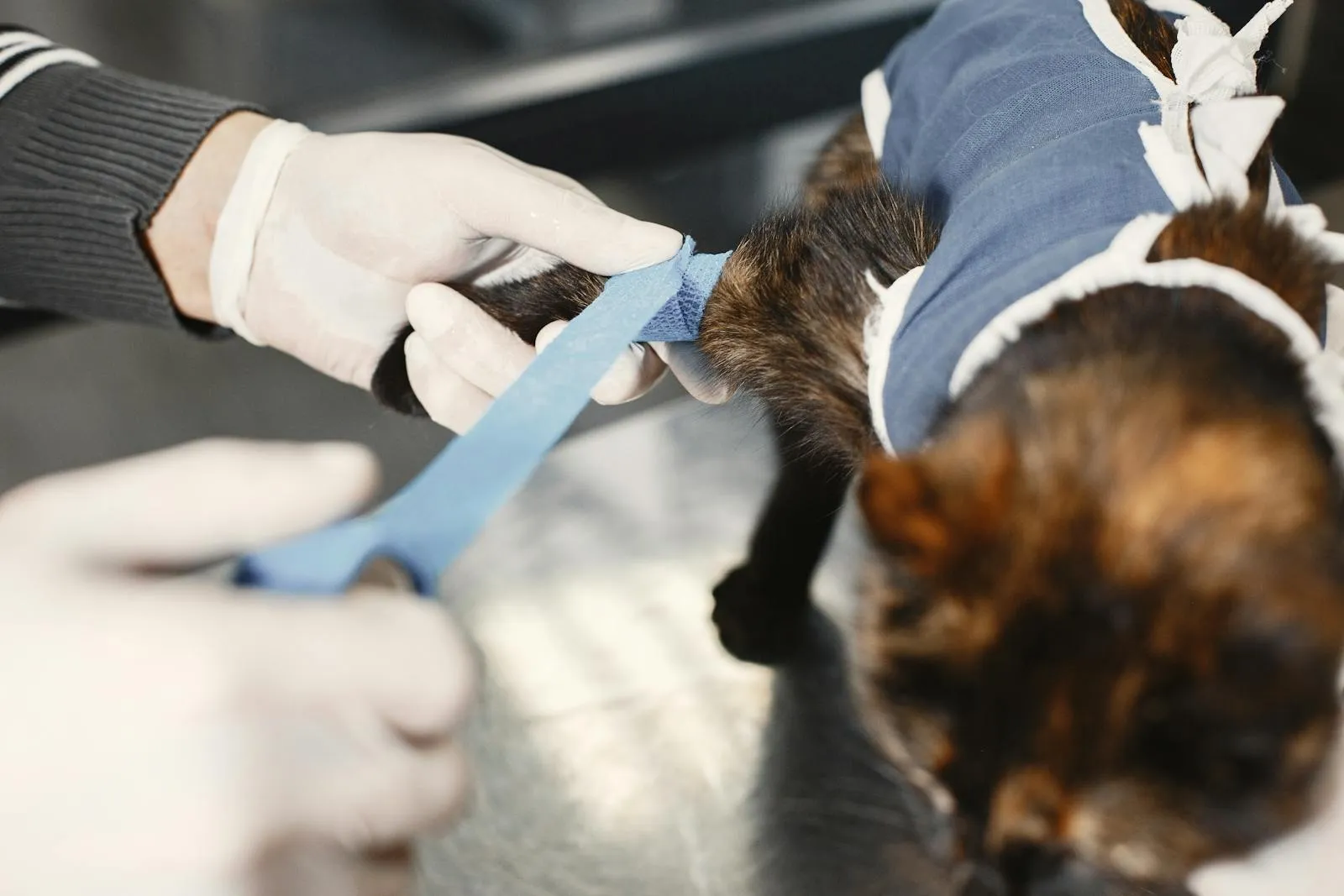 Opatrywanie kota po zabiegu w klinice weterynaryjnej - opieka pooperacyjna i hospitalizacja
